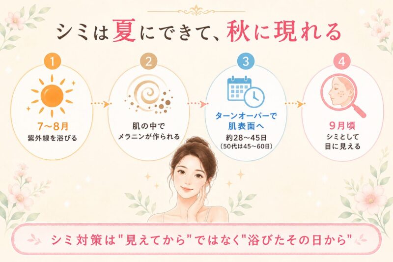 シミができる仕組みのタイムライン。7〜8月に紫外線を浴びる→肌の中でメラニンが作られる→ターンオーバーで肌表面へ約28〜45日（50代は45〜60日）→9月頃シミとして目に見える